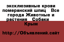 эксклюзивные крови-померанский шпиц - Все города Животные и растения » Собаки   . Крым